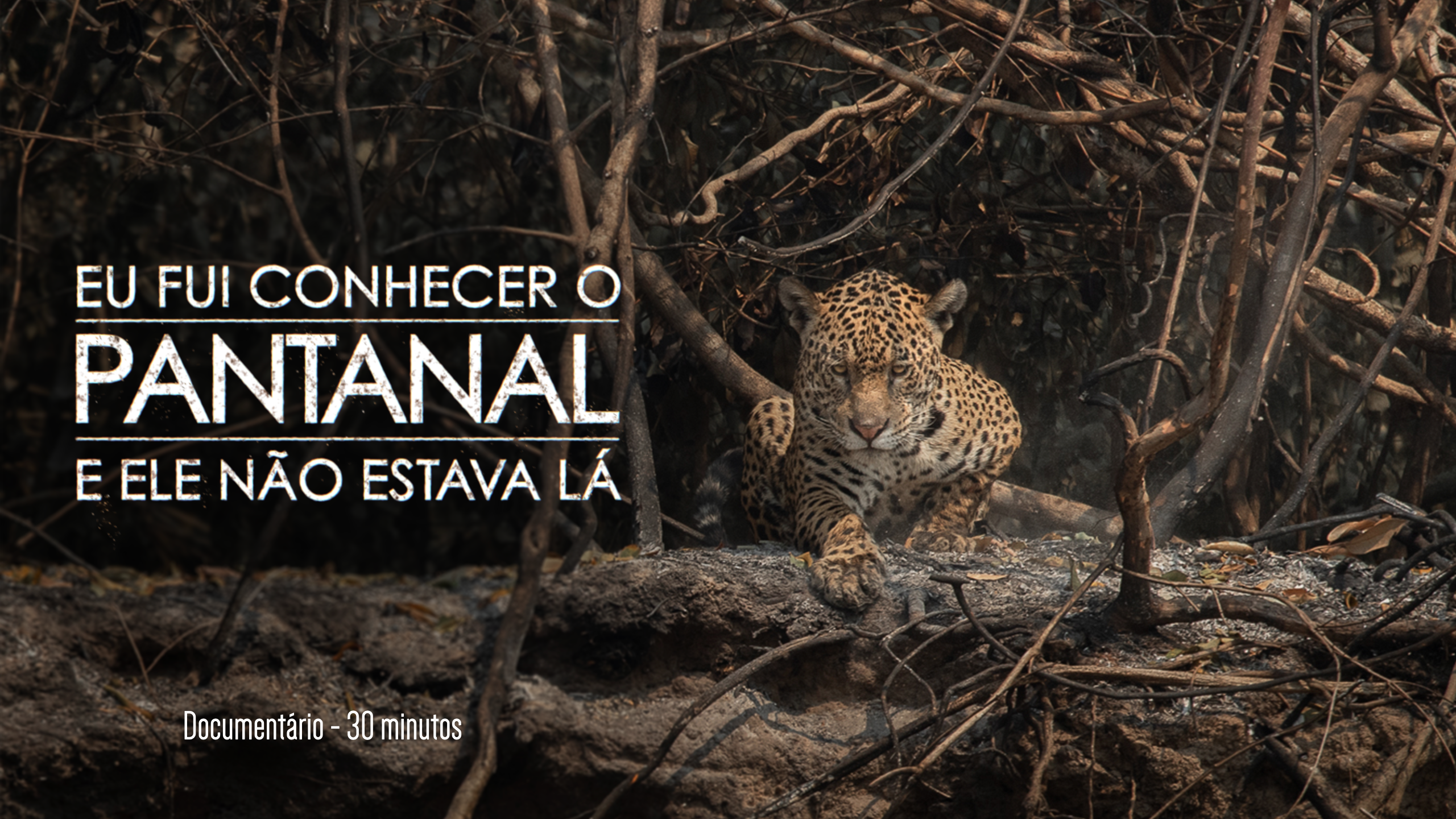 I went to see the Pantanal and it wasn’t there